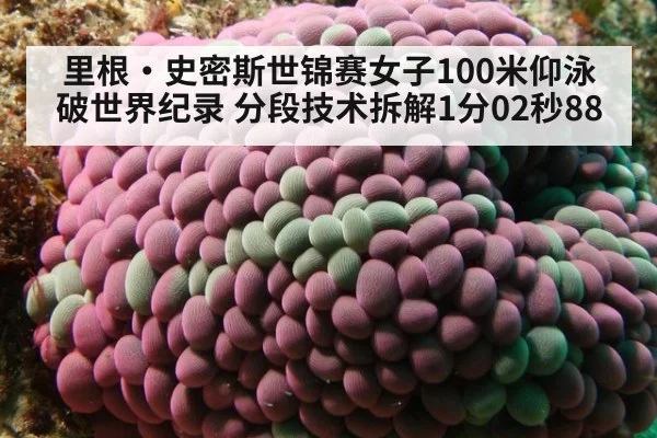 里根·史密斯世锦赛女子100米仰泳破世界纪录 分段技术拆解1分02秒88